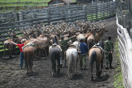 Elk Farm in Altai