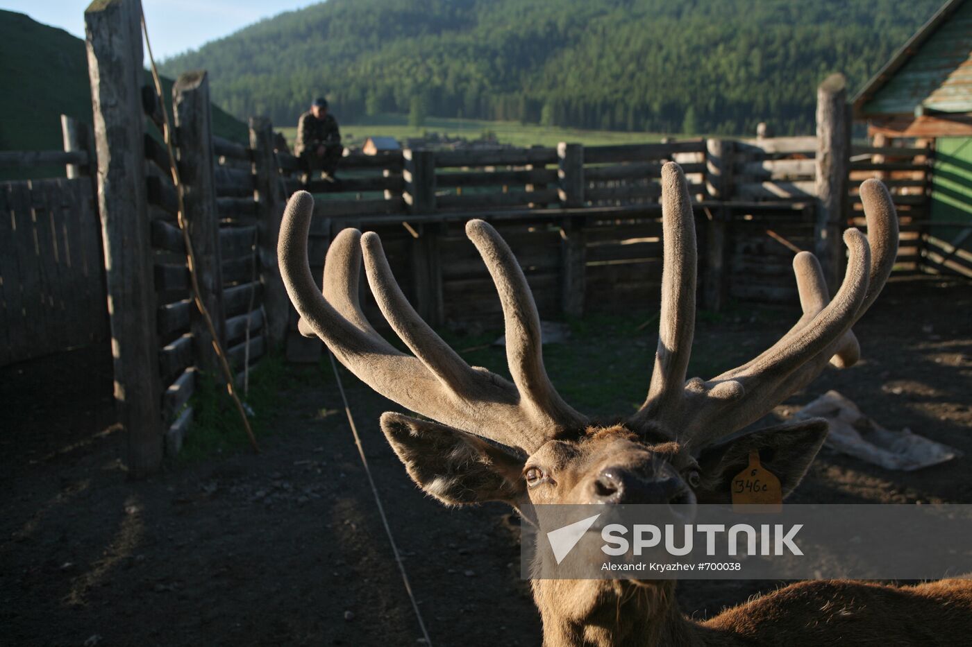 Elk Farm in Altai