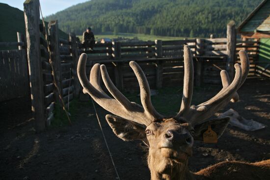 Elk Farm in Altai