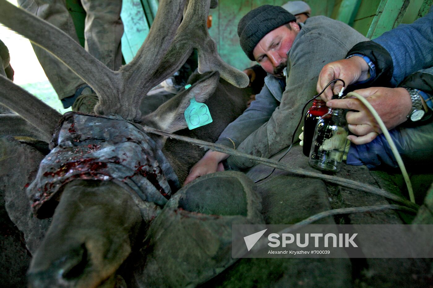 Elk Farm in Altai