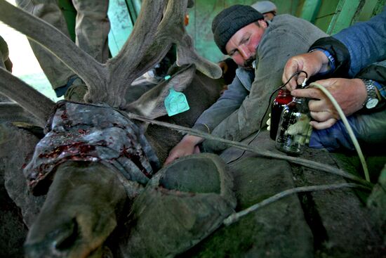 Elk Farm in Altai