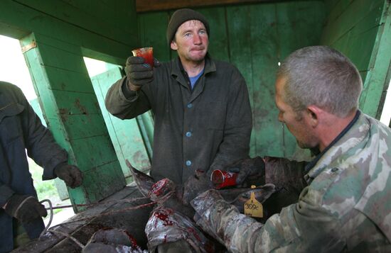 Elk Farm in Altai