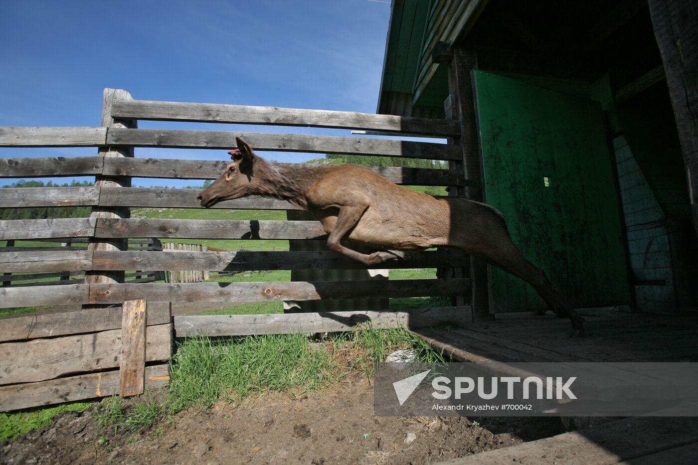 Elk Farm in Altai