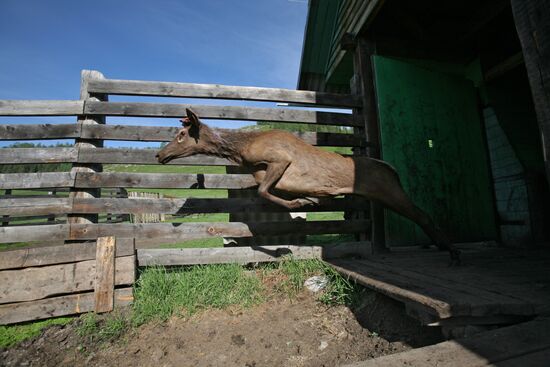 Elk Farm in Altai