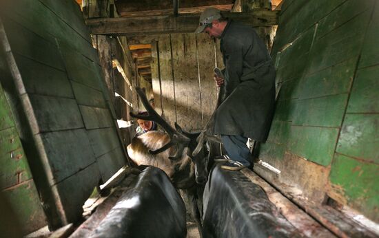 Elk Farm in Altai