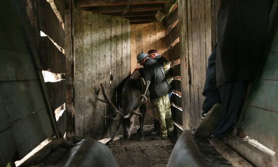 Elk Farn in Altai