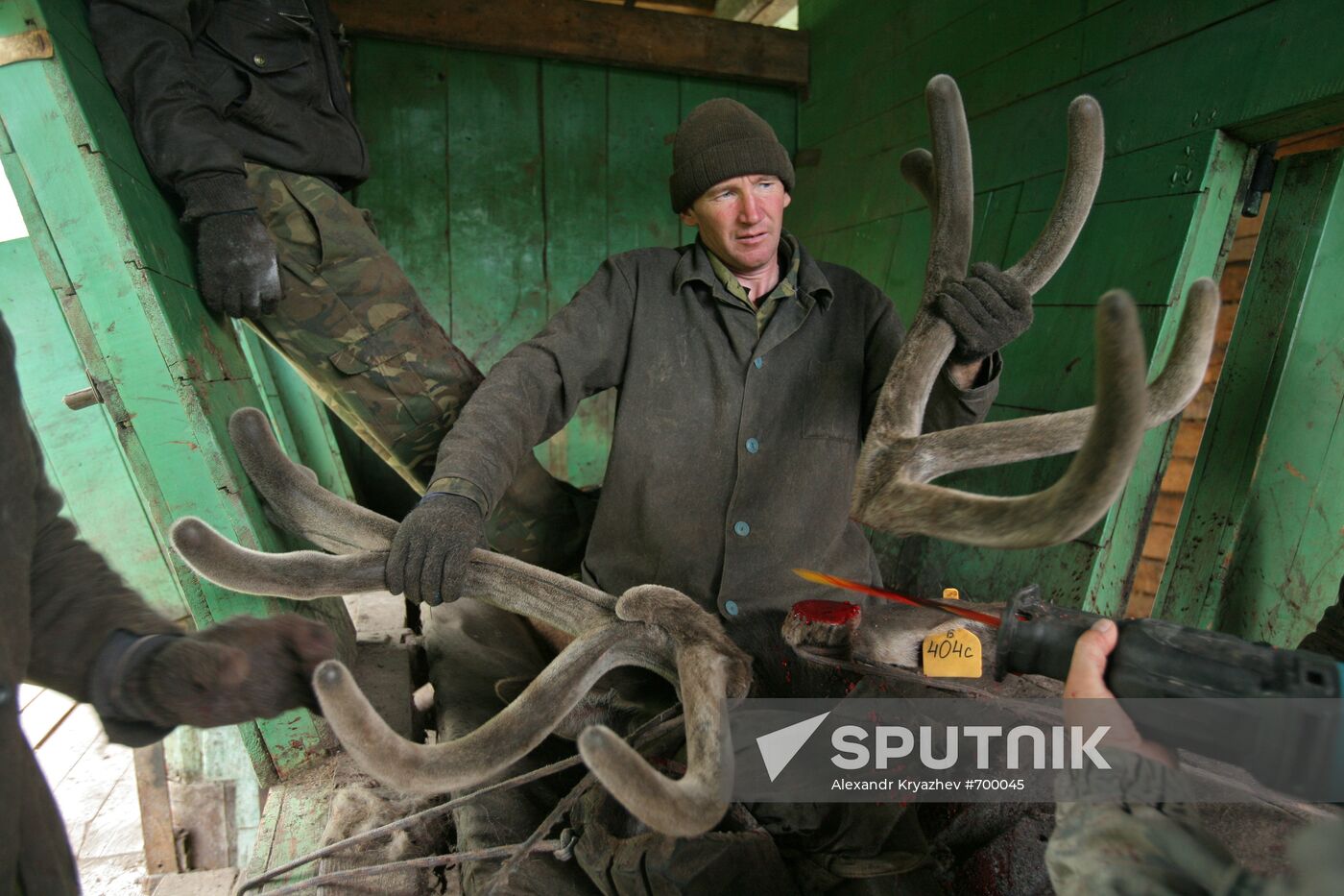 Elk Farm in Altai