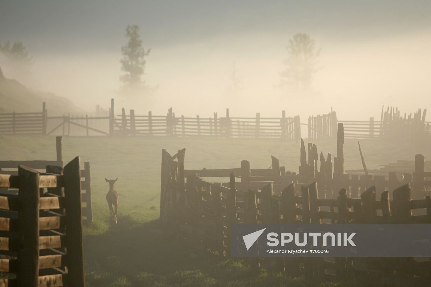 Elk Farm in Altai