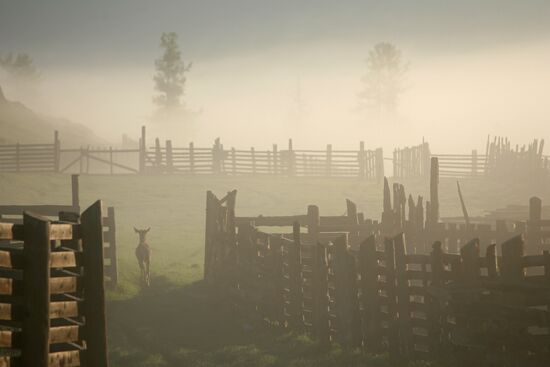 Elk Farm in Altai