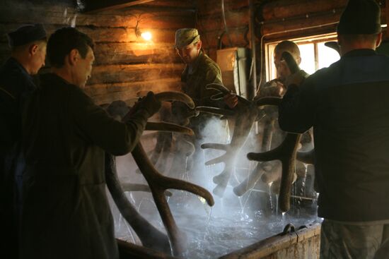 Elk Farm in Altai