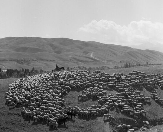 Sheep stock on summer range Susamyr, Kirghizia