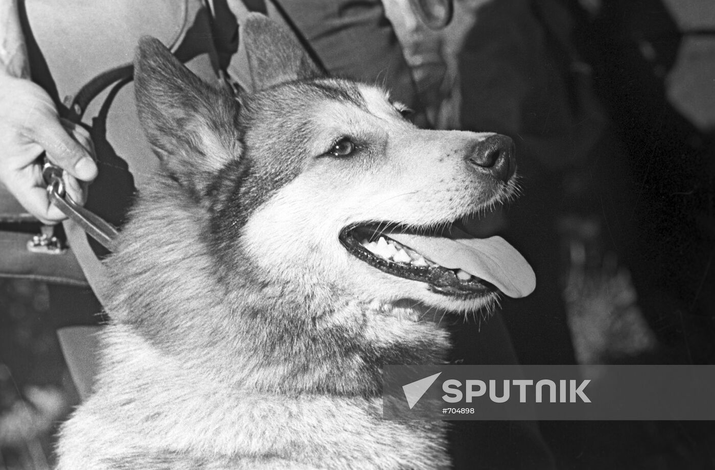 A Western Siberian Laika dog