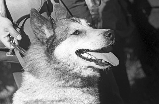 A Western Siberian Laika dog