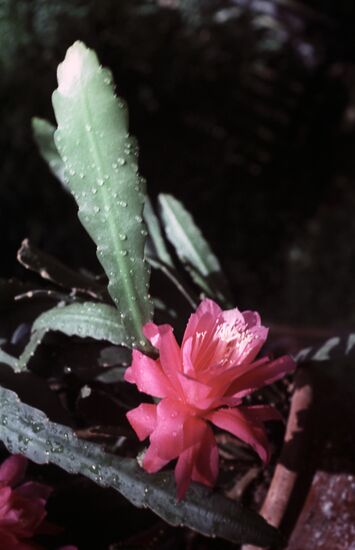 Flower of Dasylirion agave