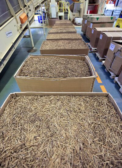 Unloading boxfuls of crude tobacco