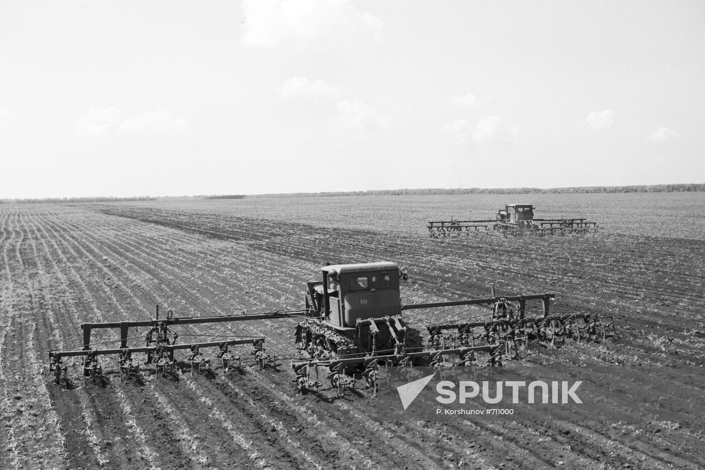 Single-grain corn crop cultivation