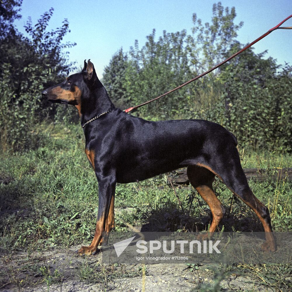A Doberman Pinscher dog
