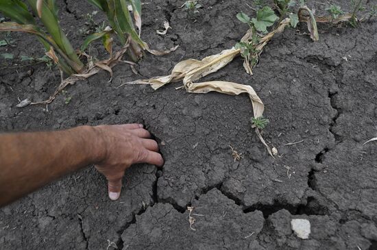 Drought in Voronezh Region