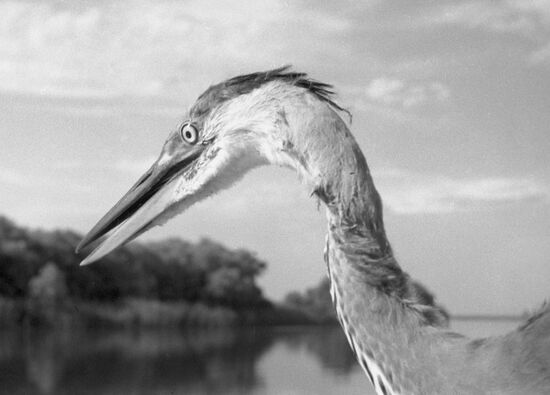Common heron