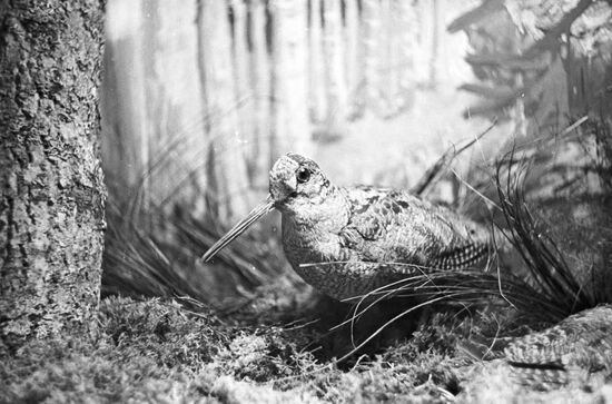 Woodcock