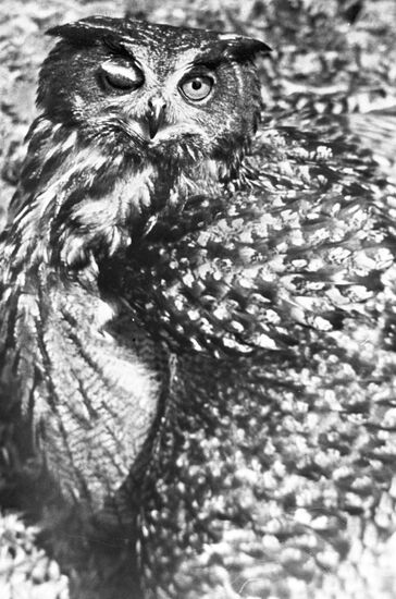 Owl