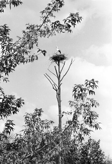Stork nest at Vinnitsa-Kiev road