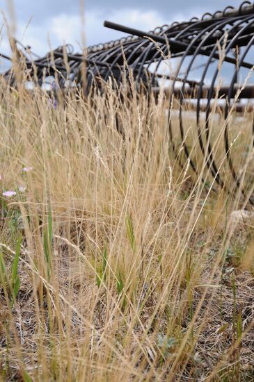 Russia's Chelyabinsk Region hit by drought