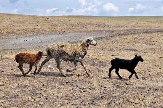 Russia's Chelyabinsk Region hit by drought