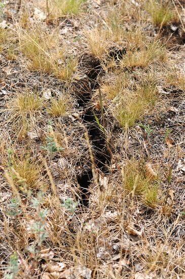 Russia's Chelyabinsk Region hit by drought