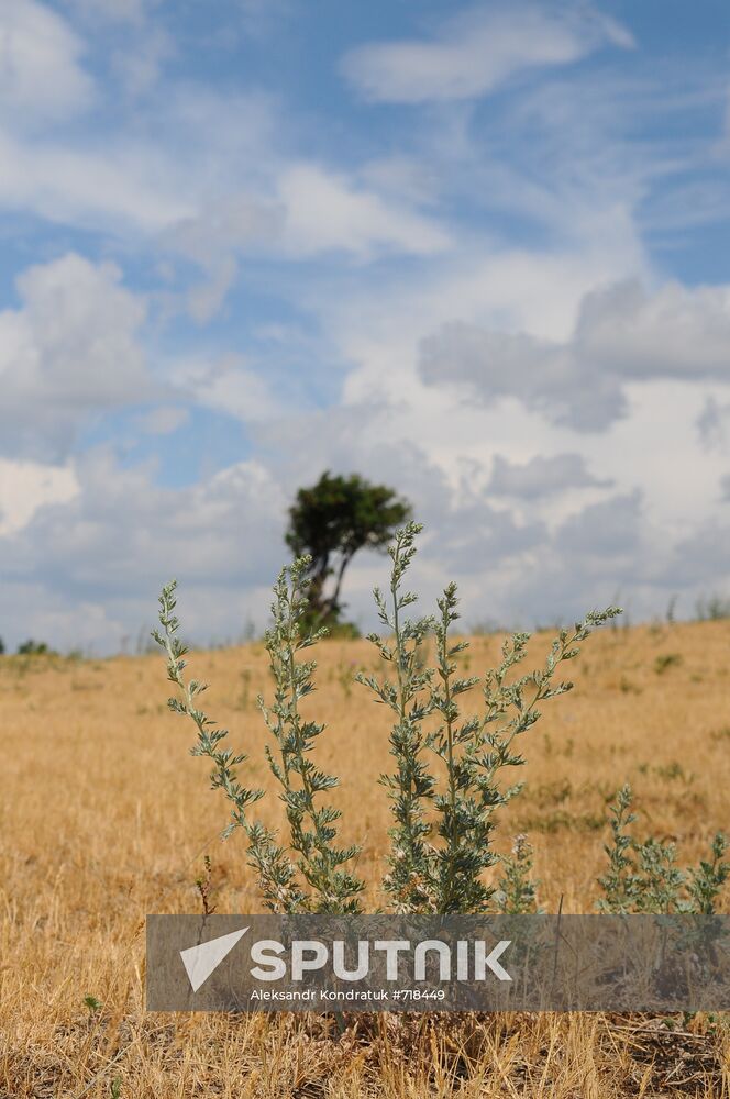 Russia's Chelyabinsk Region hit by drought