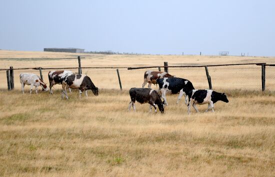 Drought in Chelyabinsk Region
