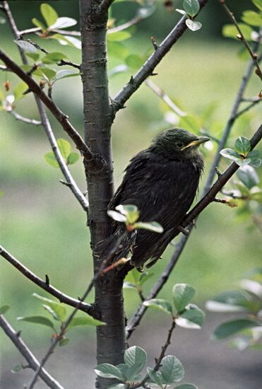 Young starling