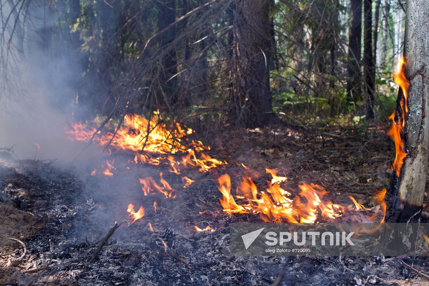 Forest fire in Nizhny Novgorod