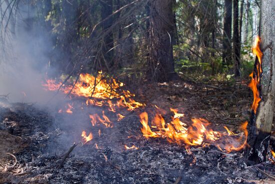 Forest fire in Nizhny Novgorod