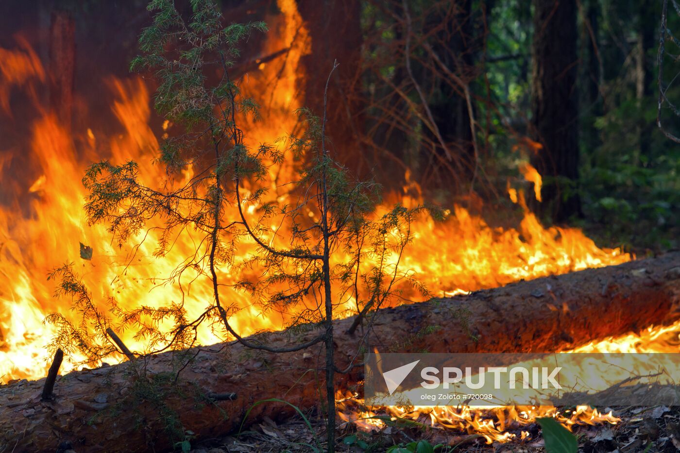 Forest fire in Nizhny Novgorod