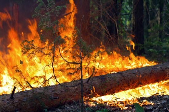 Forest fire in Nizhny Novgorod