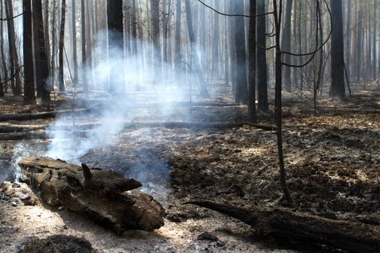 Extinguishing forest fire in Nizhny Novgorod Region