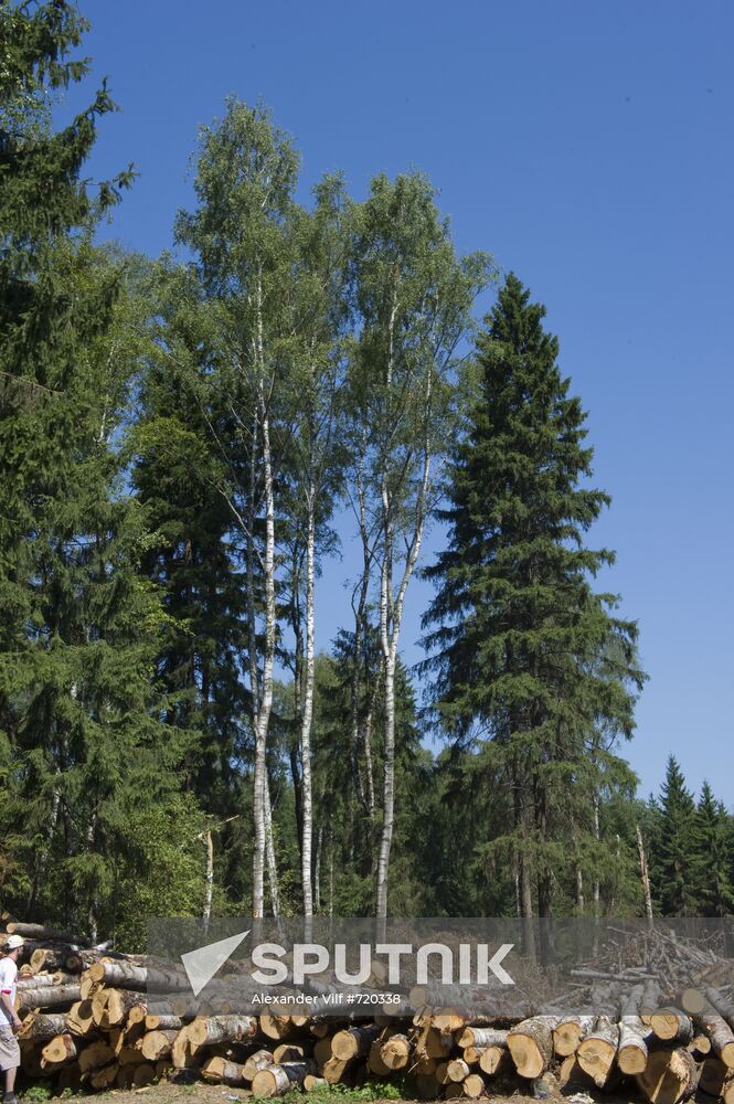 Khimki forest felling begins from the Sheremetyevo side