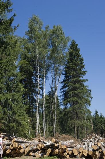 Khimki forest felling begins from the Sheremetyevo side