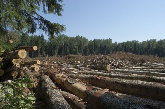 Khimki forest felling begins from the Sheremetyevo side