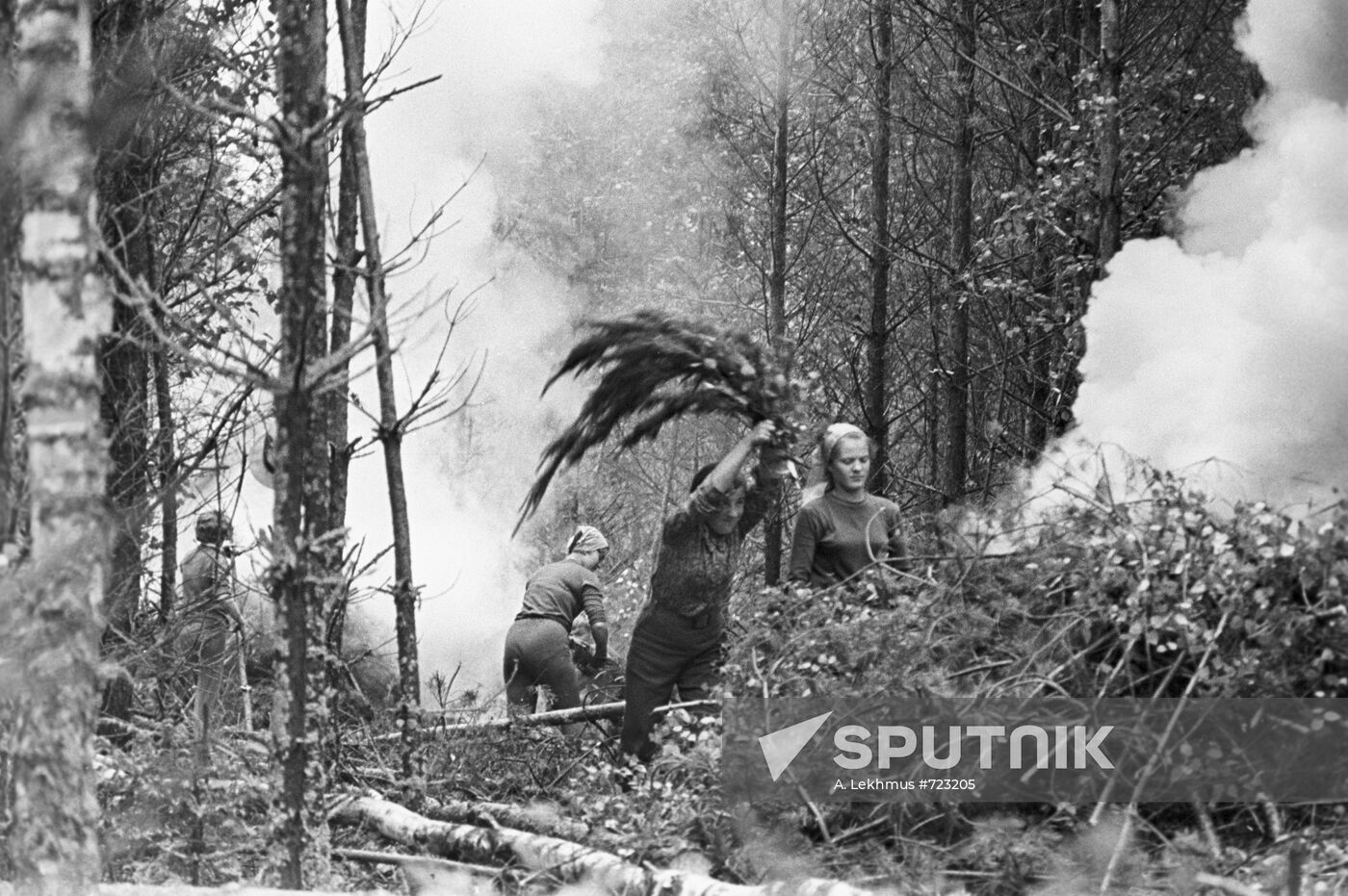 Forest cleaning