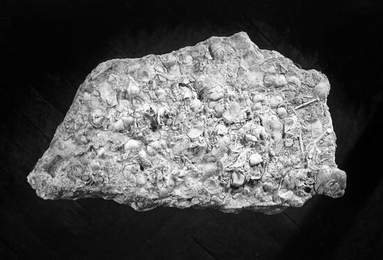 Lime stone with marine organisms