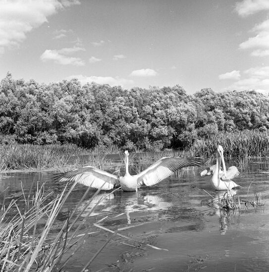 Pelicans