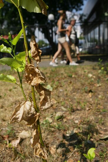 Foliage grows yellow in Moscow because of abnormal heat