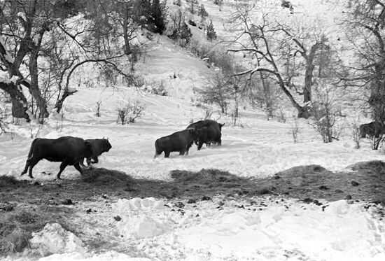 Bisons