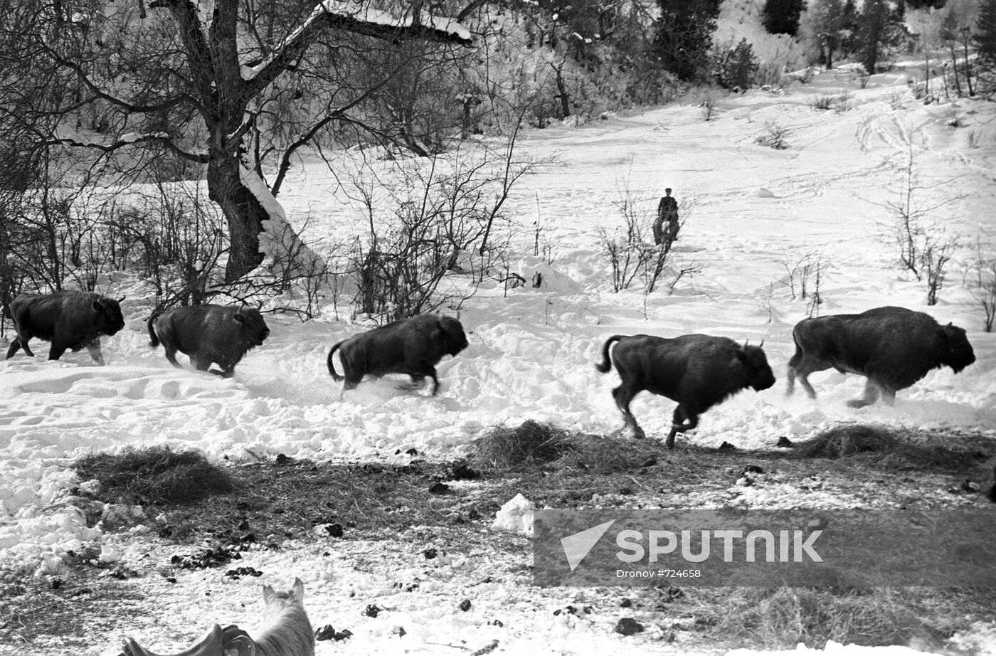 Bisons