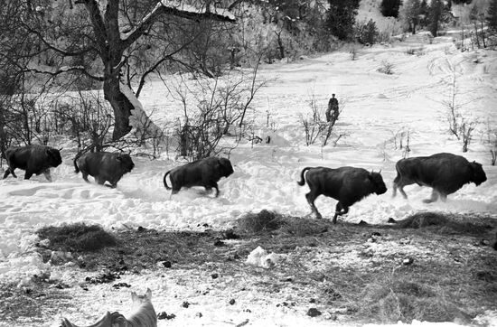 Bisons