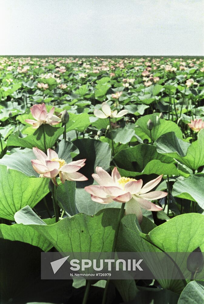 Lotus blossoms in full bloom