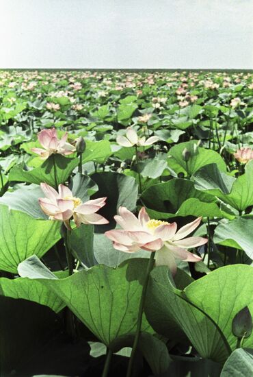 Lotus blossoms in full bloom