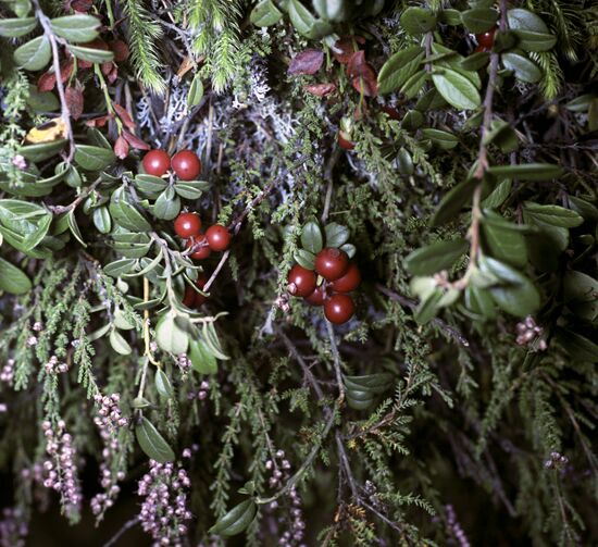 Cowberry